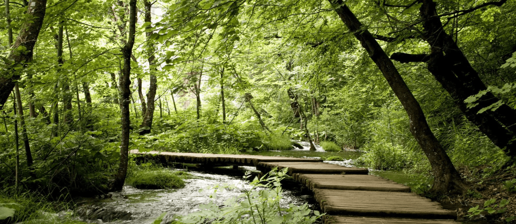 Papier peint bistrot trompe l'œil chemin forestier