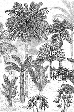 Papier peint toilette jungle cocotier tendance gravure, XXL, tendance