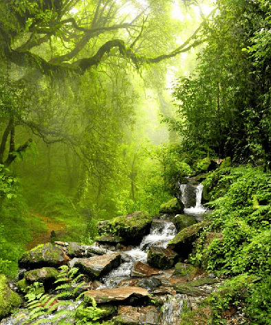 Papier peint Cascade & Forêt