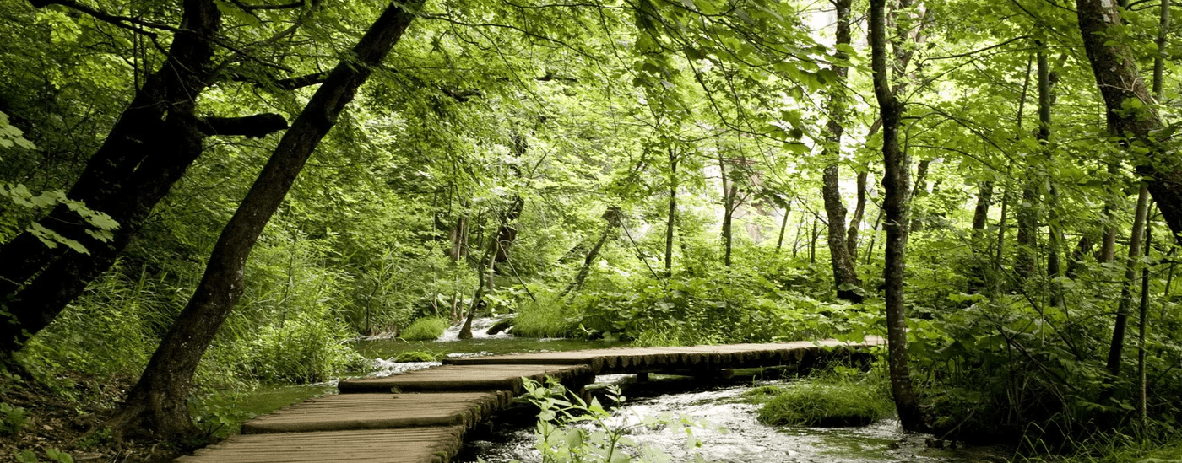 Papier peint bistrot trompe l'œil chemin forestier - Muralconcept