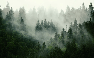 Carta da parati foresta verde nebbiosa