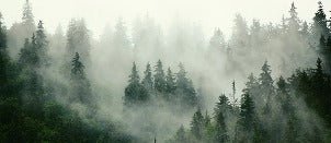 Papier peint forêt brumeuse verte