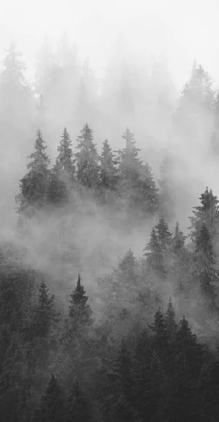 Carta da parati della foresta nebbiosa in bianco e nero