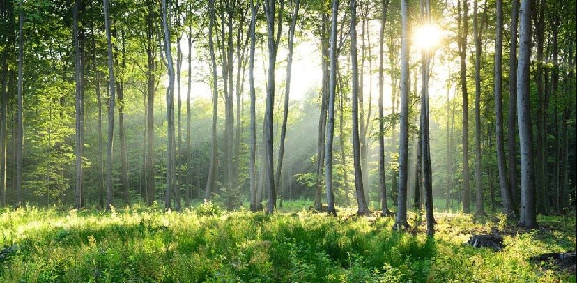 Papier peint panoramique forêt de pins