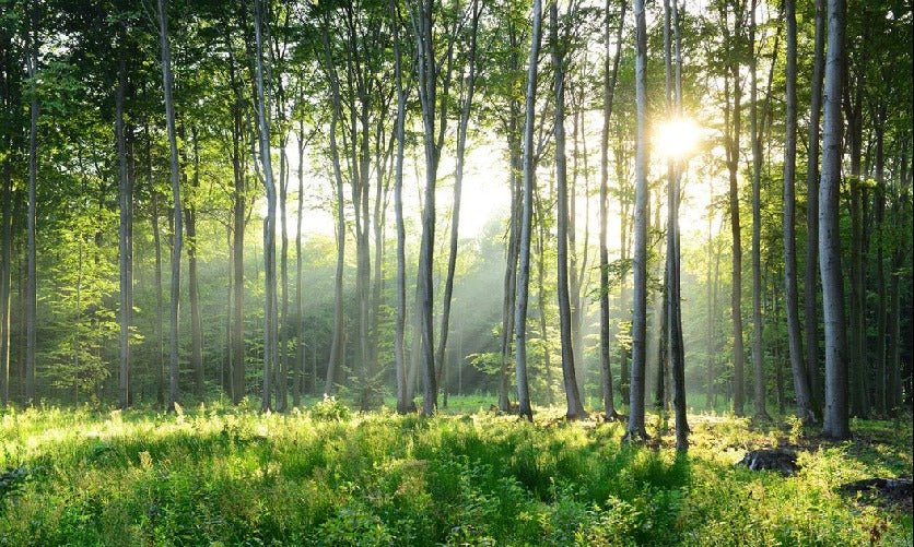 Papier peint panoramique forêt de pins