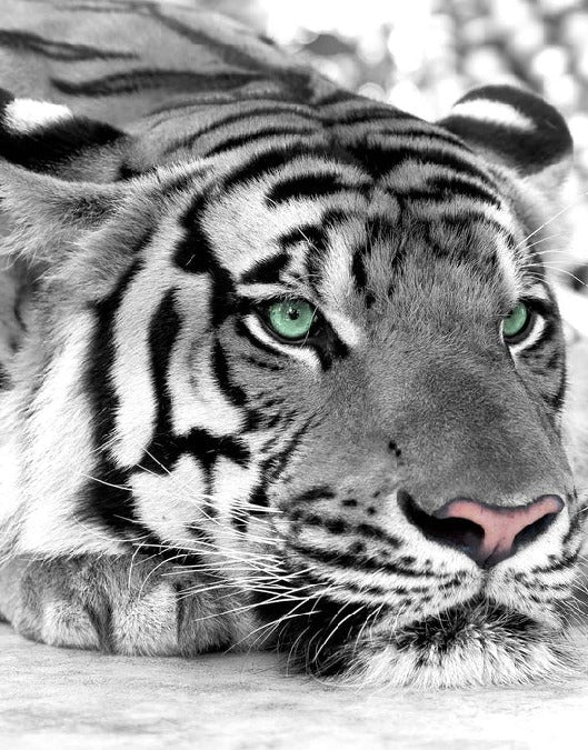 Carta da parati Majestic White Tiger
