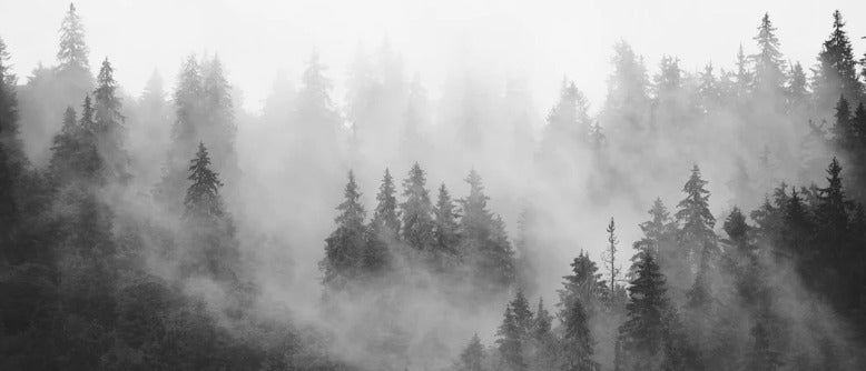 Carta da parati della foresta nebbiosa in bianco e nero