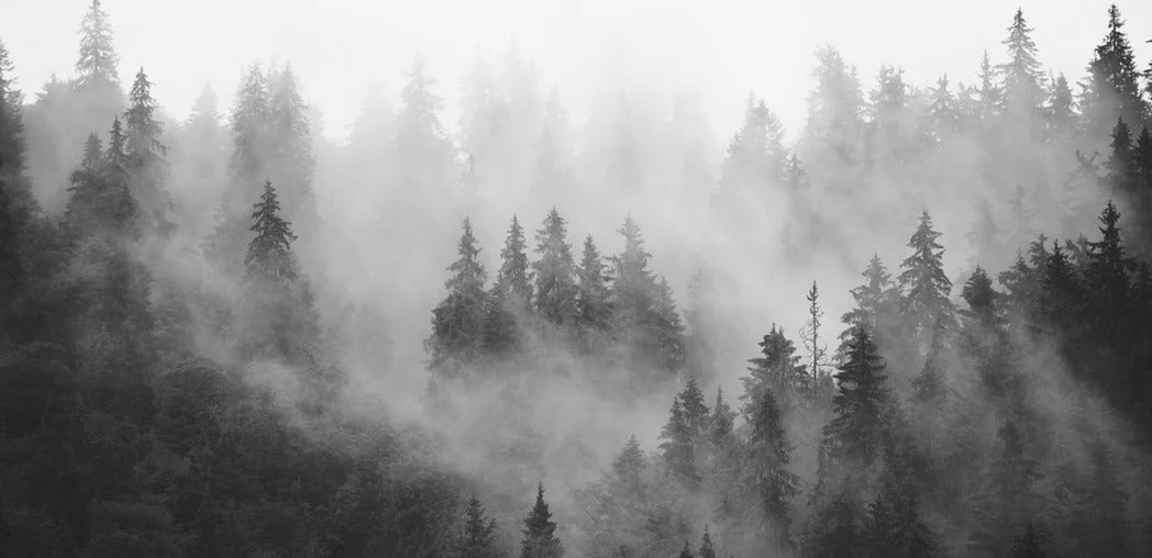 Tapete Nebelwald schwarz-weiß