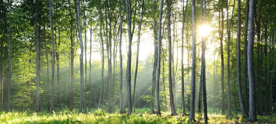 Panoramic pine forest wallpaper