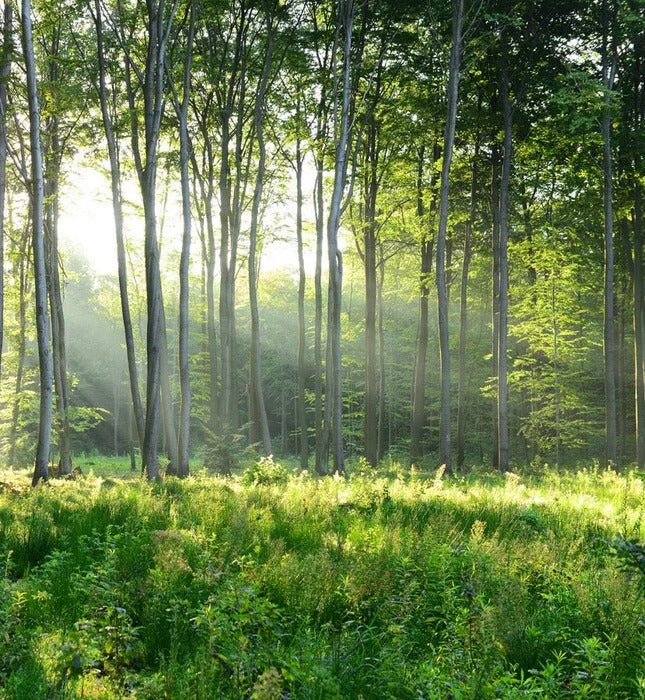 Papier peint panoramique forêt de pins
