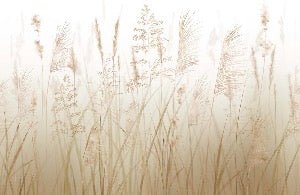Papier peint fleur des champs de blé, XXL, tendance