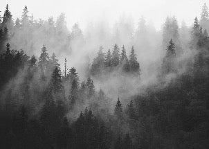 Carta da parati della foresta nebbiosa in bianco e nero