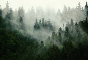 Tapete Grüner Nebelwald