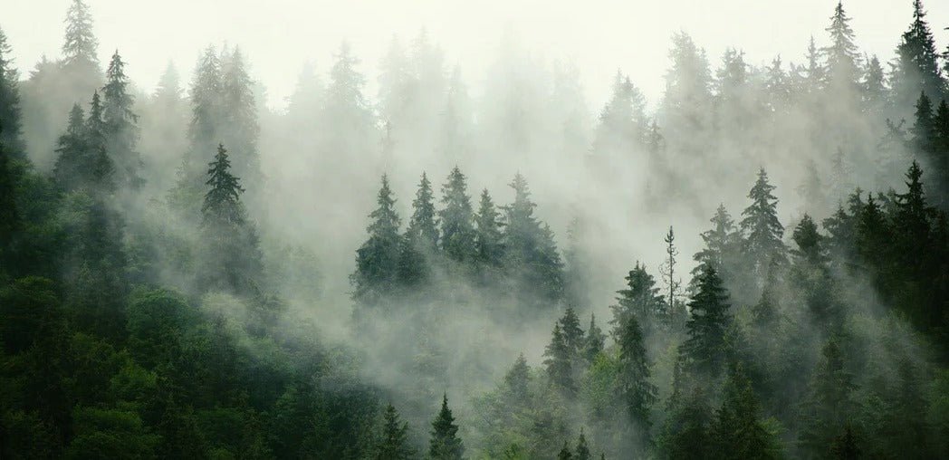 Tapete Grüner Nebelwald