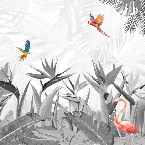 Black and white bird of paradise wallpaper