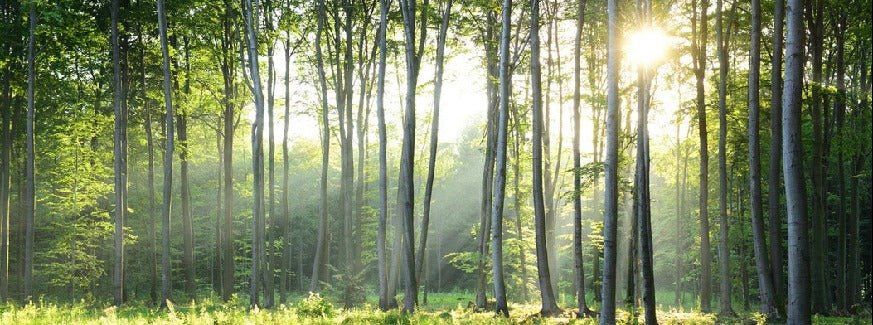 Papier peint panoramique forêt de pins, XXL, tendance