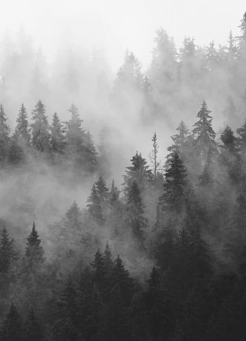 Carta da parati della foresta nebbiosa in bianco e nero