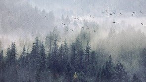 Papier peint Forêt de Chine, XXL, tendance