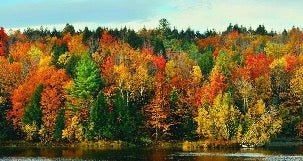Sfondo panoramico foresta autunnale