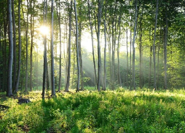 Papier peint panoramique forêt de pins, mural concept, tendance