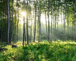 Papier peint panoramique forêt de pins, XXL, tendance