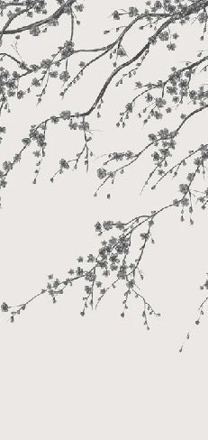 Sakura black and white panoramic flower wallpaper
