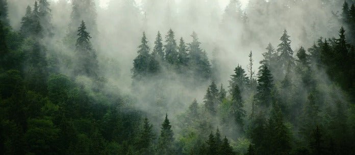 Tapete Grüner Nebelwald