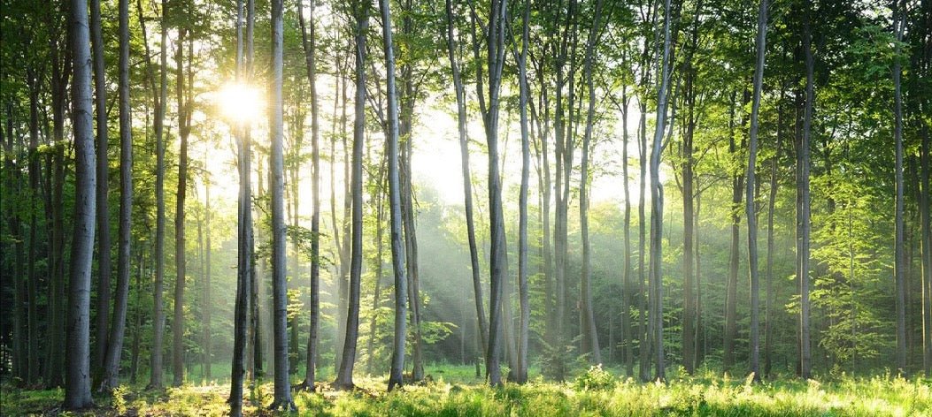 Papier peint panoramique forêt de pins, XXL, tendance