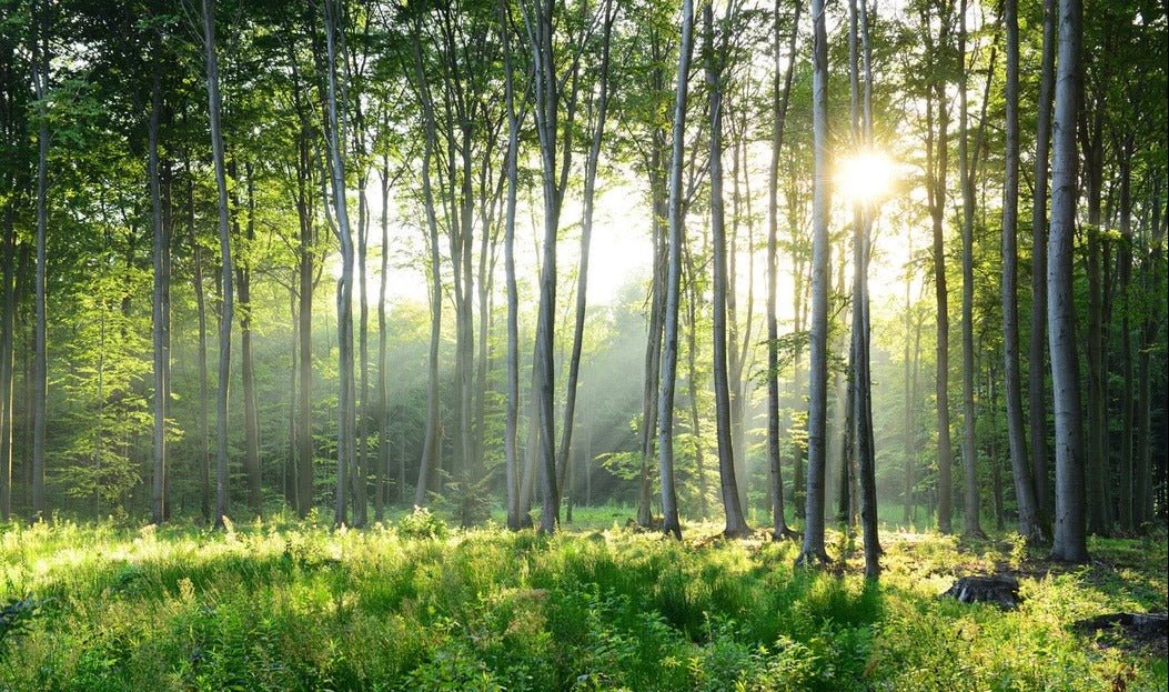 Papier peint panoramique forêt de pins