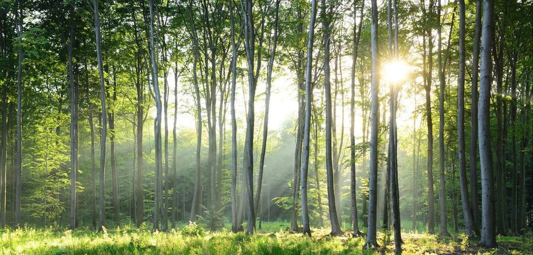 Papier peint panoramique forêt de pins, XXL, tendance