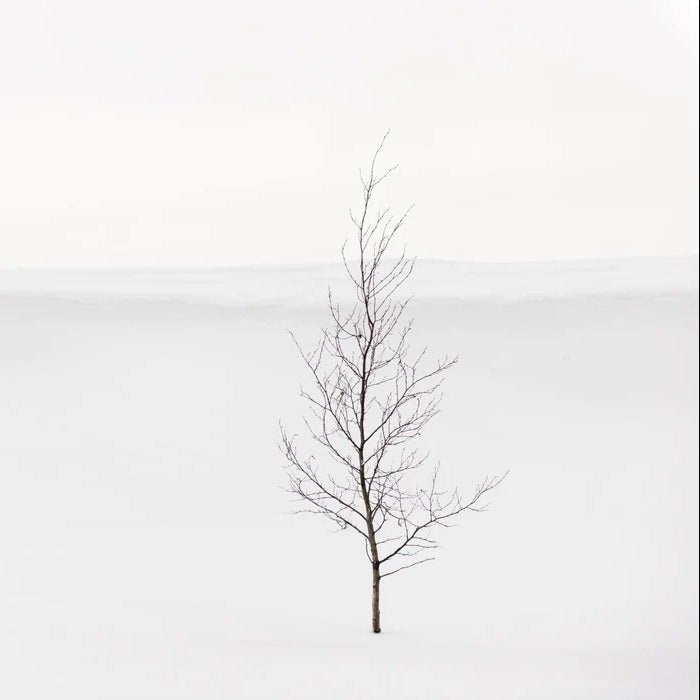 Papier peint pureté arbre, XXL, tendance