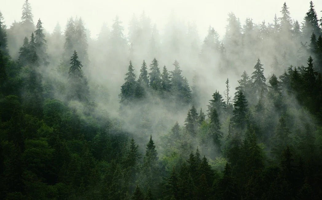Tapete Grüner Nebelwald