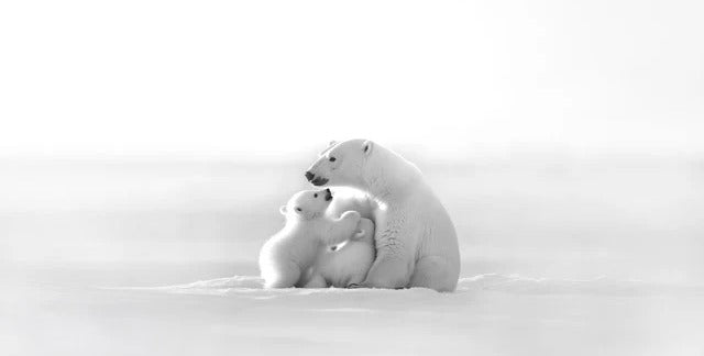 Papier peint panoramique - Horizon arctique, XXL, tendance