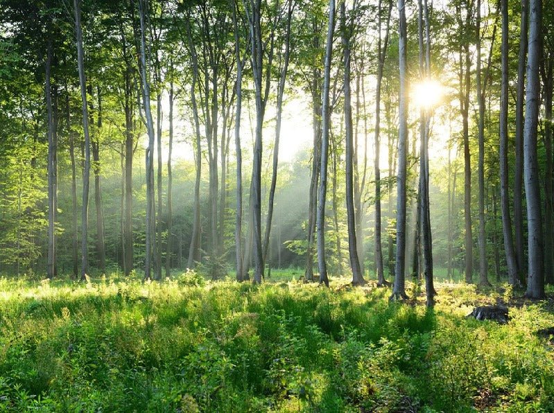 Papier peint panoramique forêt de pins, XXL, tendance