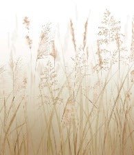 Papier peint fleur des champs de blé, XXL, tendance