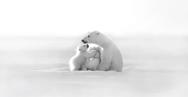 Carta da parati panoramica - Orizzonte artico