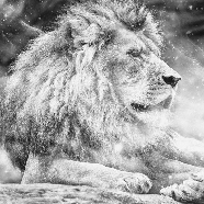 Papier peint jungle the King lion, XXL, tendance