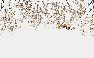 Papier peint salon branchage & papillon - Muralconcept