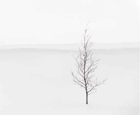 Papier peint pureté arbre, XXL, tendance