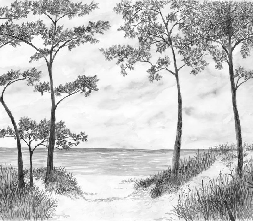 Papier peint Pins maritimes et dunes - Noir et blanc