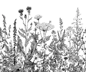 Papier peint botanique folk noir et blanc - Muralconcept