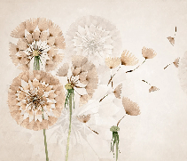Papier peint fleur pissenlit - Muralconcept