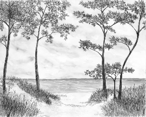 Papier peint Pins maritimes et dunes - Noir et blanc