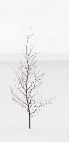 Papier peint pureté arbre