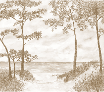 Papier peint Pins maritimes et dunes - Sépia - Muralconcept