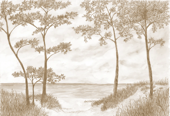 Papier peint Pins maritimes et dunes - Sépia - Muralconcept