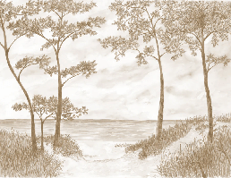 Papier peint Pins maritimes et dunes - Sépia