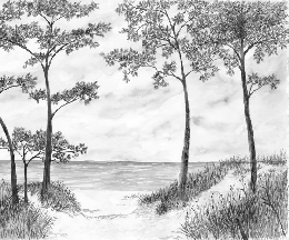 Papier peint Pins maritimes et dunes - Noir et blanc