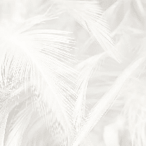 Papier peint plume subtile - Muralconcept