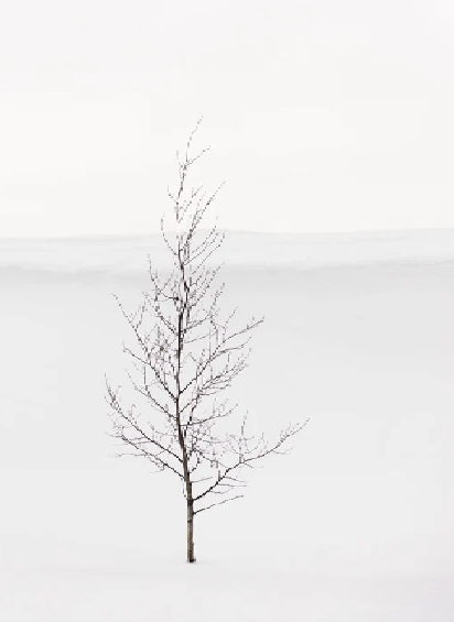 Papier peint pureté arbre